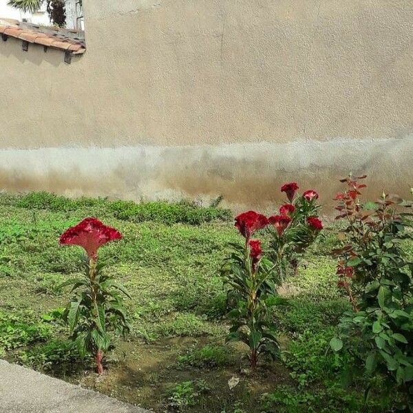 Celosia argentea Habitus