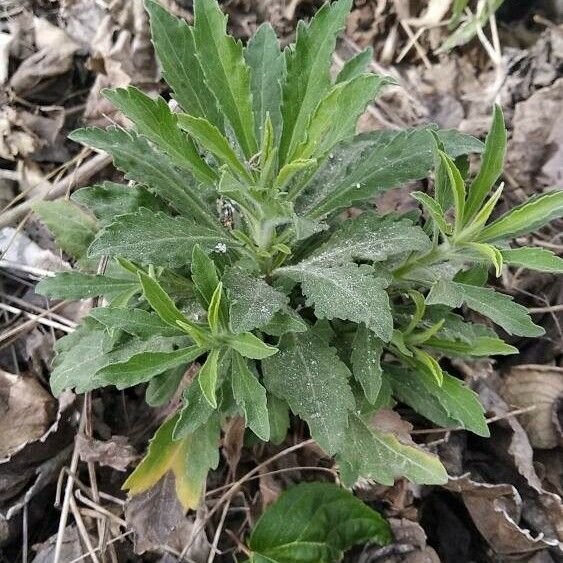 Erigeron sumatrensis Leaf