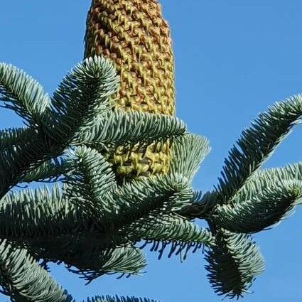 Abies procera Gyümölcs