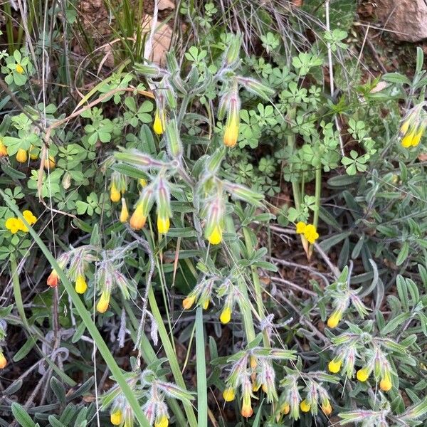 Onosma frutescens Lorea