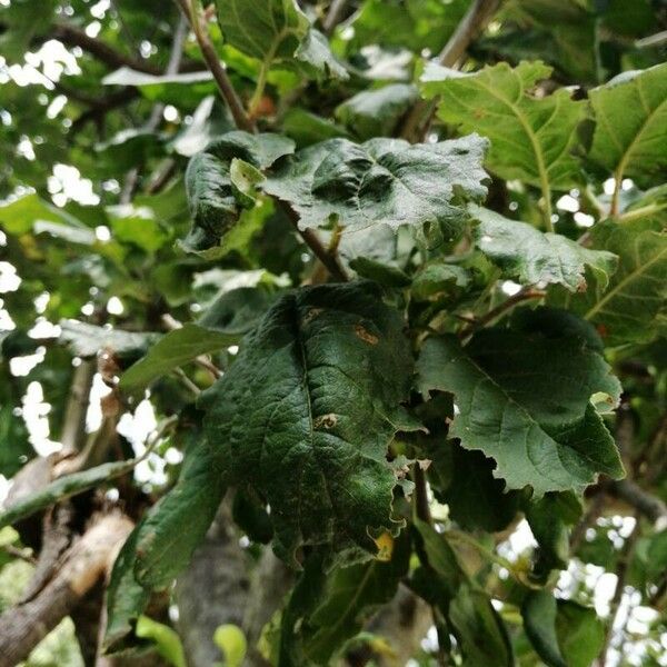 Malus domestica Leaf