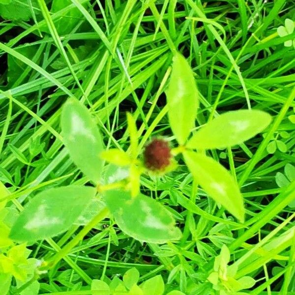 Trifolium spadiceum പുഷ്പം