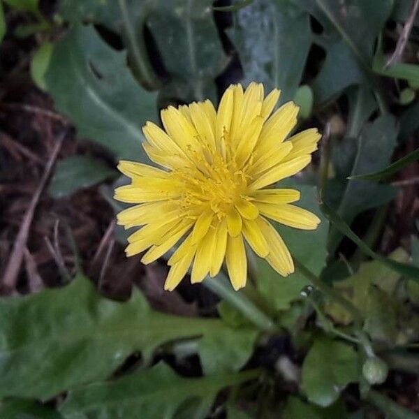 Crepis bursifolia Flor