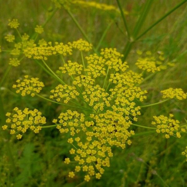 Pastinaca sativa Blomst