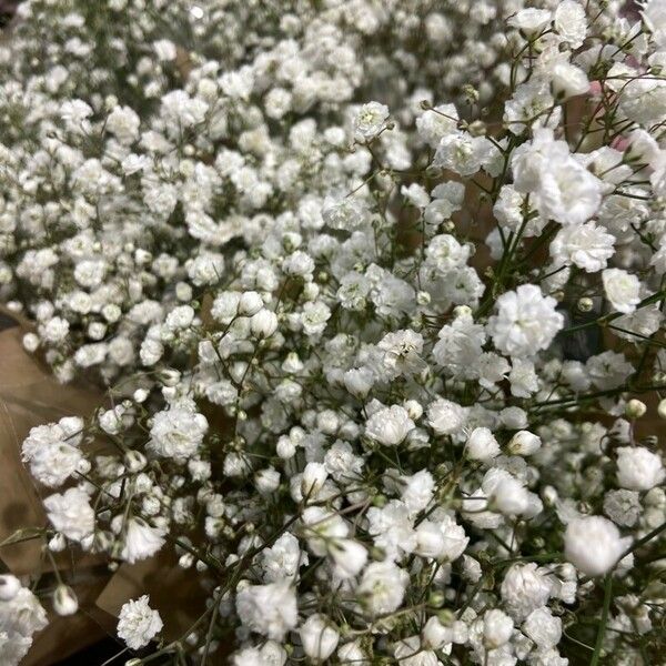 Gypsophila paniculata Kwiat