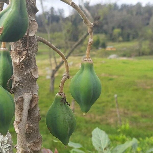 Vasconcellea pubescens Owoc