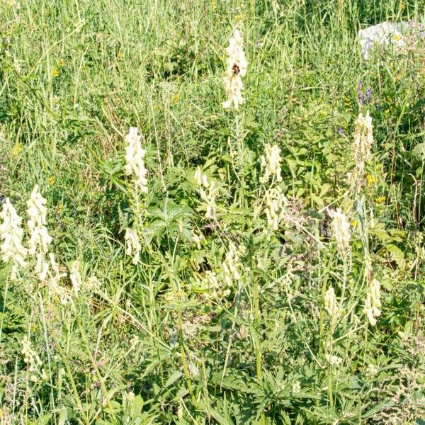 Aconitum vulparia Цветок