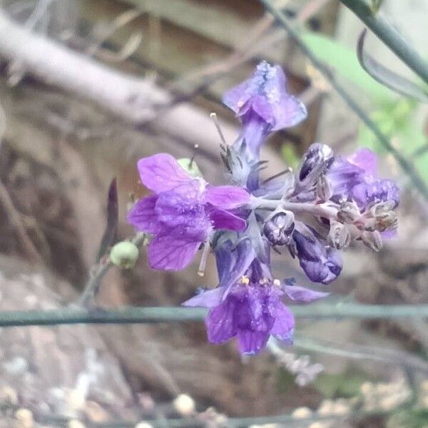 Linaria purpurea Flower