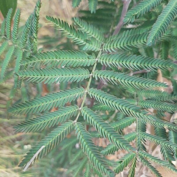 Acacia melanoxylon Blad