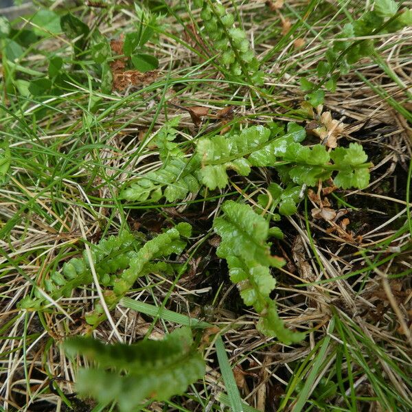 Asplenium viride ᱛᱟᱦᱮᱸ