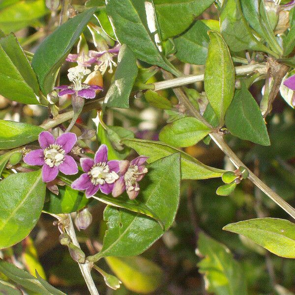 Lycium chinense Floare