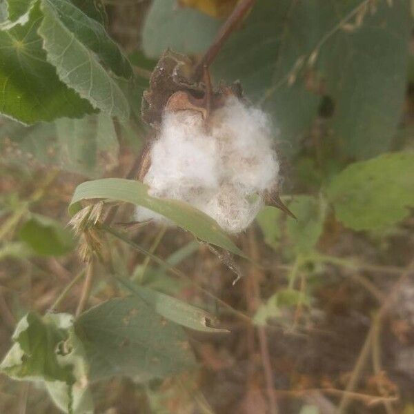 Gossypium barbadense Fruit