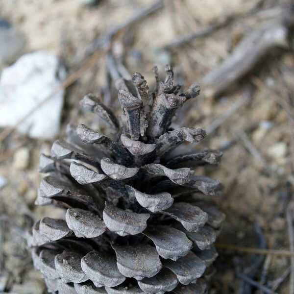 Pinus pinaster Frugt