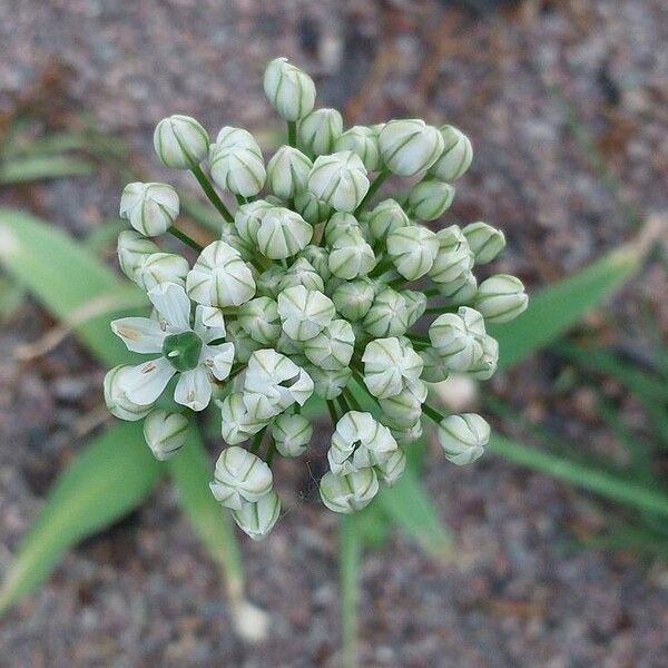 Allium cepa Flower