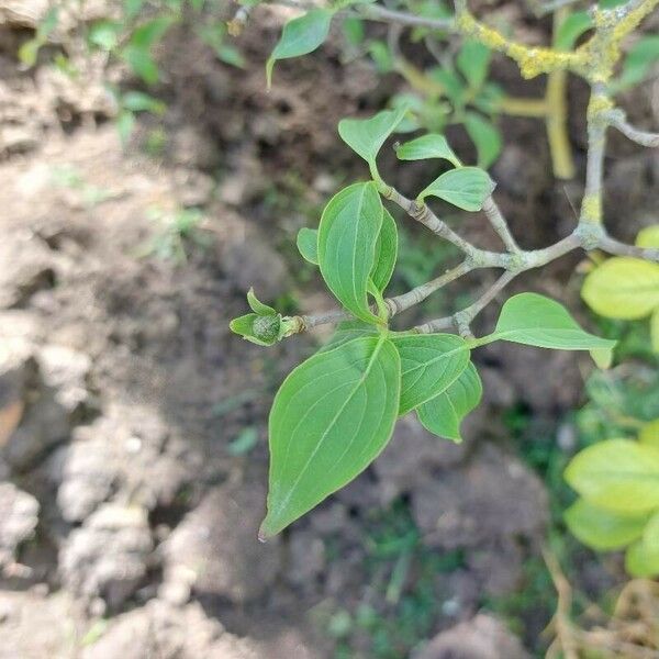 Cornus kousa Leaf