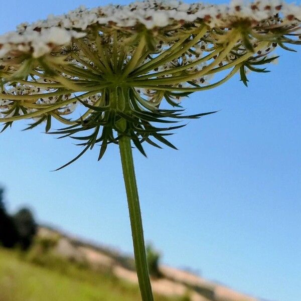 Daucus carota Λουλούδι