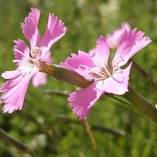 Dianthus sylvestris Õis