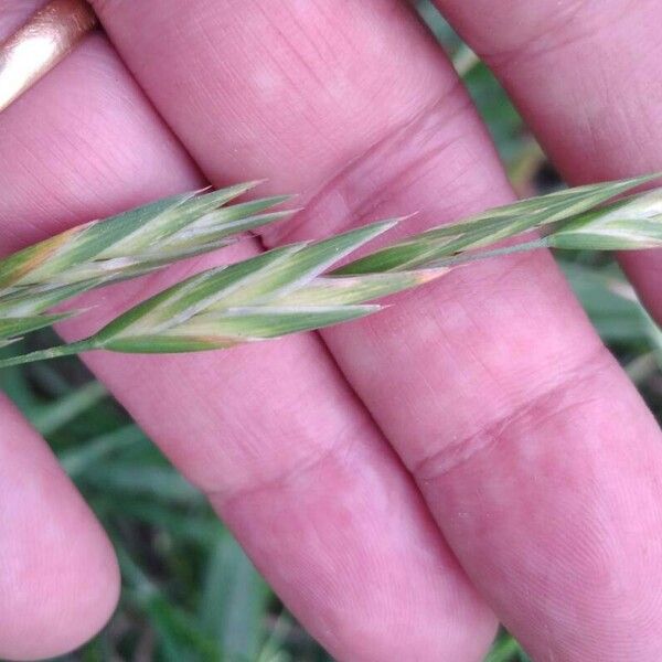 Bromus catharticus Fiore