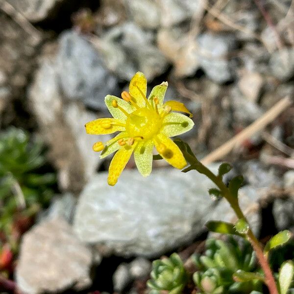 Saxifraga aizoides Цветок