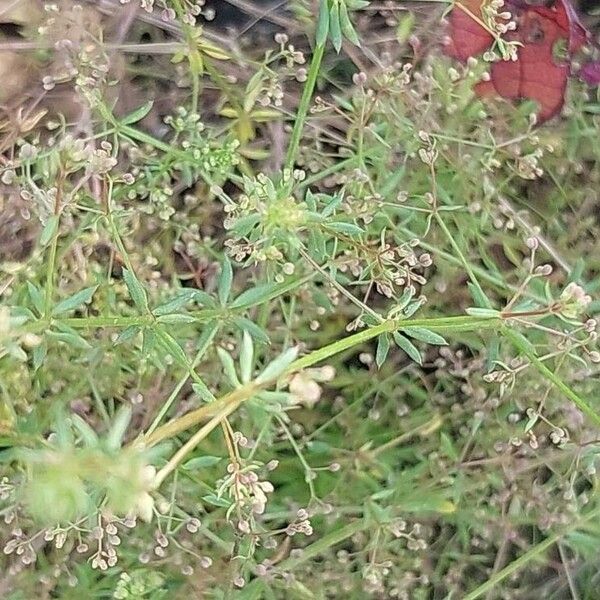 Galium tricornutum Blad