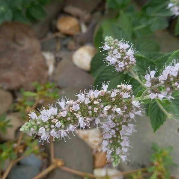 Mentha longifolia Flower