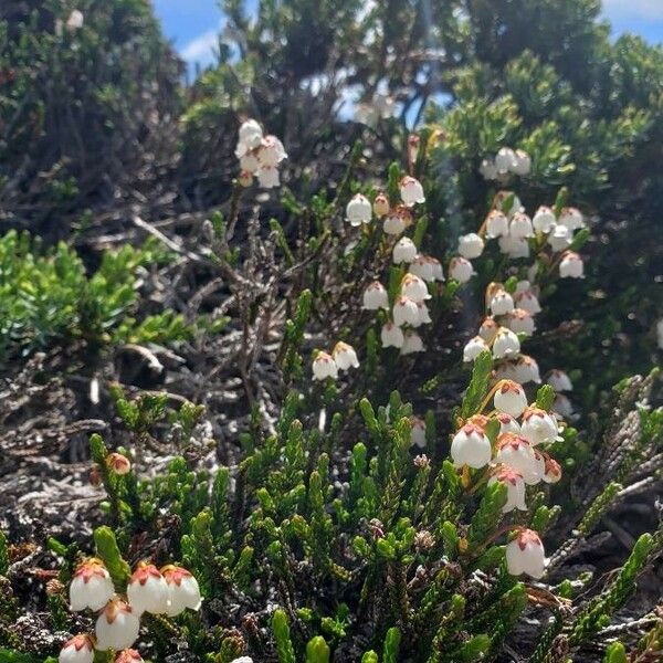 Cassiope mertensiana Цветок