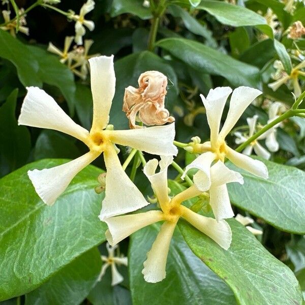 Trachelospermum asiaticum Flower