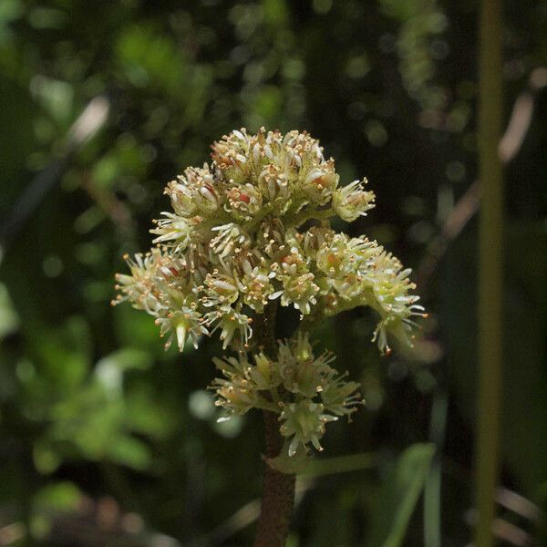Leptarrhena pyrolifolia 花