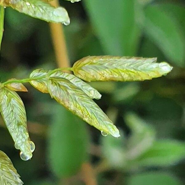 Eragrostis cilianensis Flor