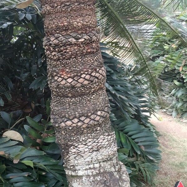 Cycas pectinata (Cycad)