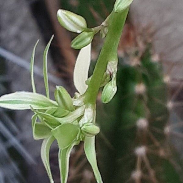 Chlorophytum comosum Flor