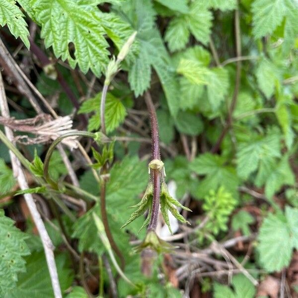 Humulus lupulus Blad