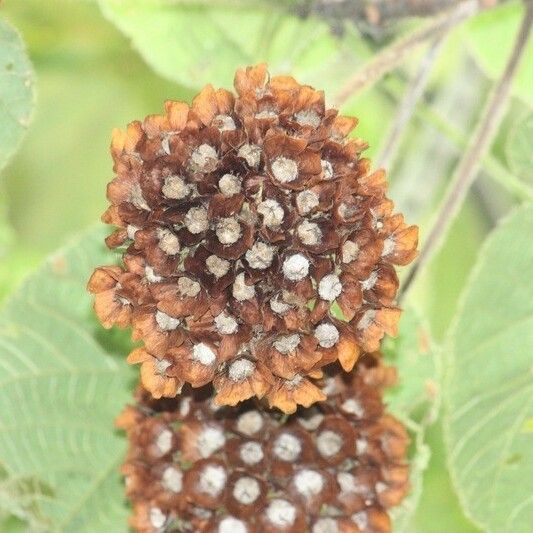 Dombeya pilosa Плод