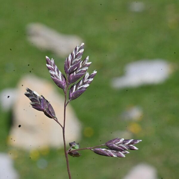 Poa alpina പുഷ്പം