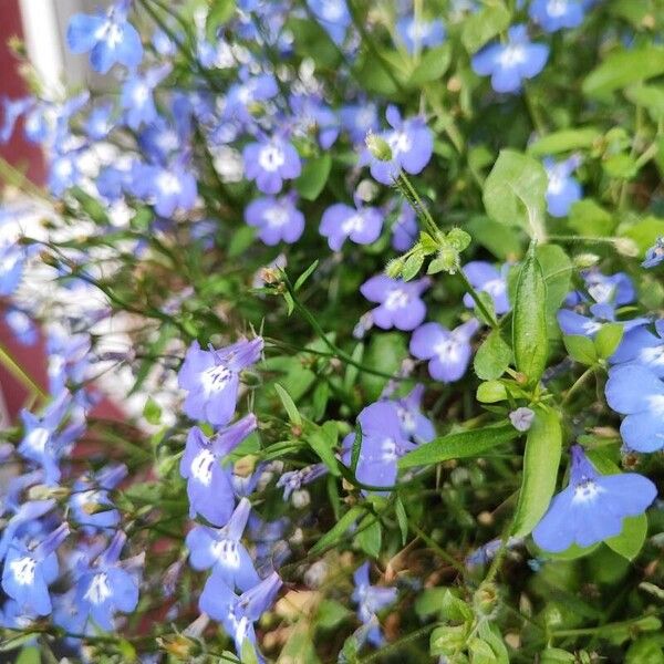 Lobelia erinus Flors