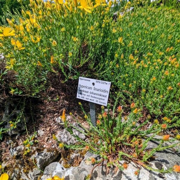 Hypericum linarioides Habit