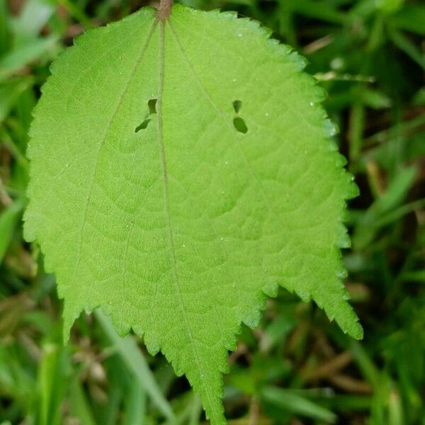 Triumfetta rhomboidea Leaf