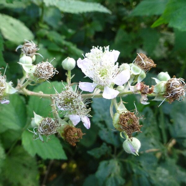 Rubus adscitus Other