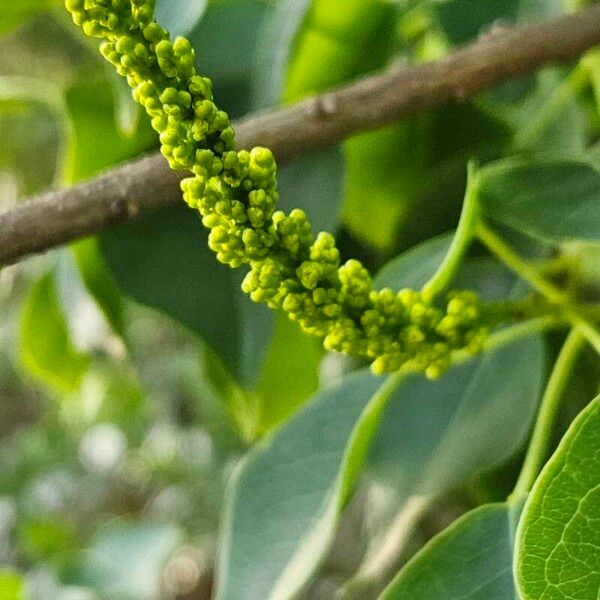 Triadica sebifera Blomma