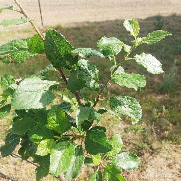 Prunus domestica Листок