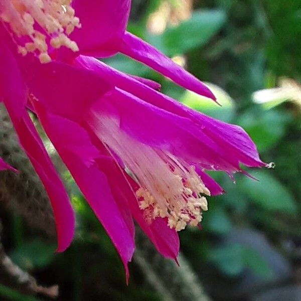 Aporocactus flagelliformis 花