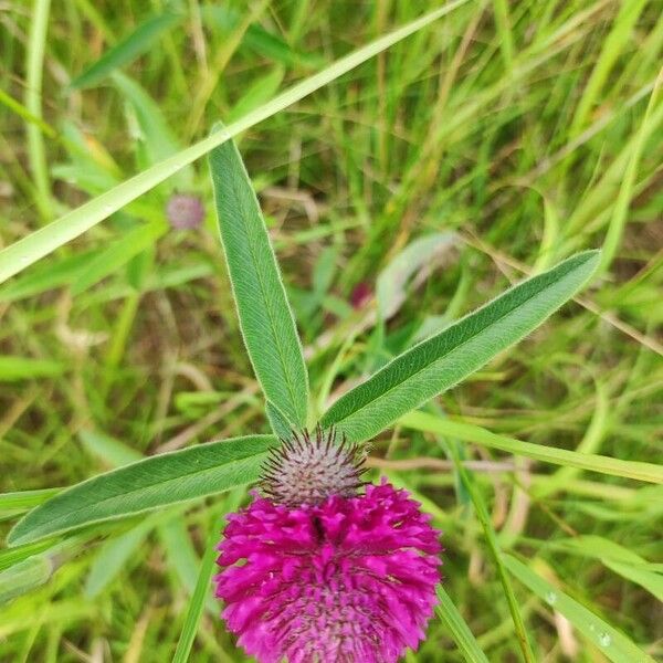 Trifolium alpestre Blomst