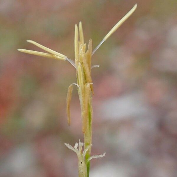 Carex alba Koor