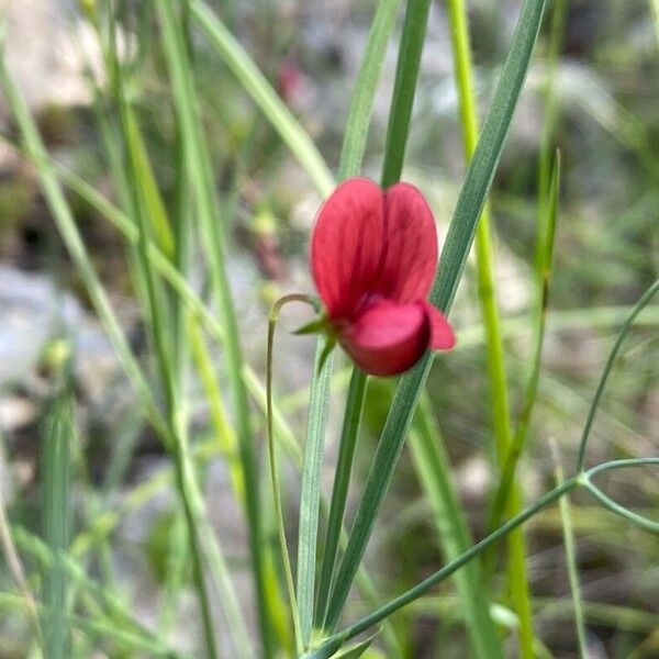 Lathyrus setifolius Flower