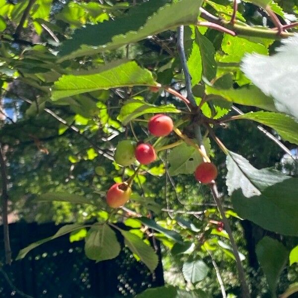 Prunus avium Fruct