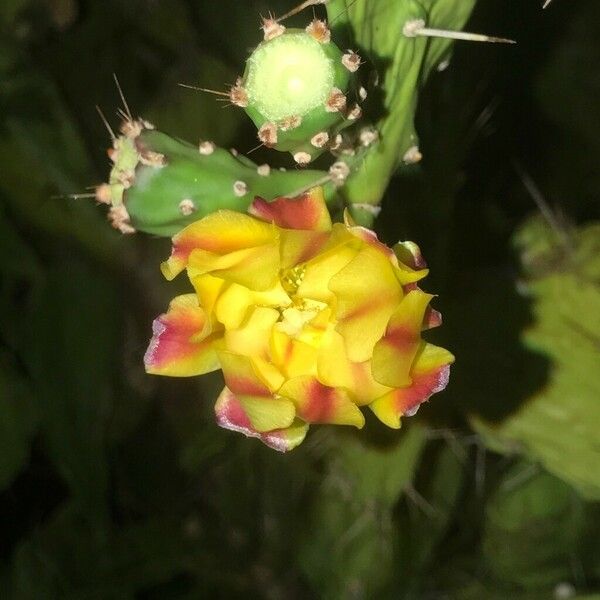 Opuntia elatior Flor