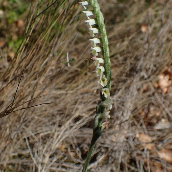 Spiranthes spiralis 花