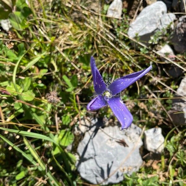 Gentianopsis ciliata Žiedas