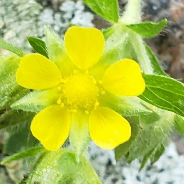 Potentilla norvegica ফুল