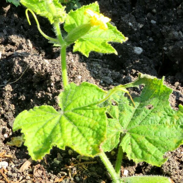 Cucumis sativus Φύλλο